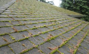 roof-replacement-tarrant-county-shingles-with-moss-growing