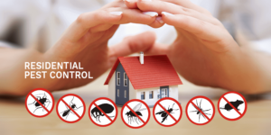 pest-control-roof-damage-prevention